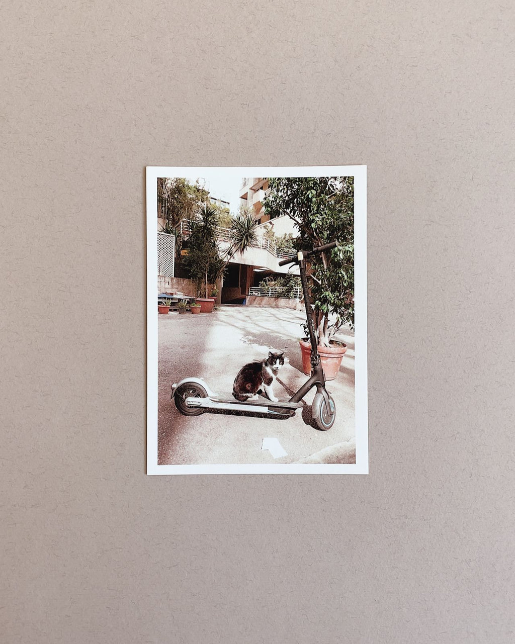 Cats Postcard Collection