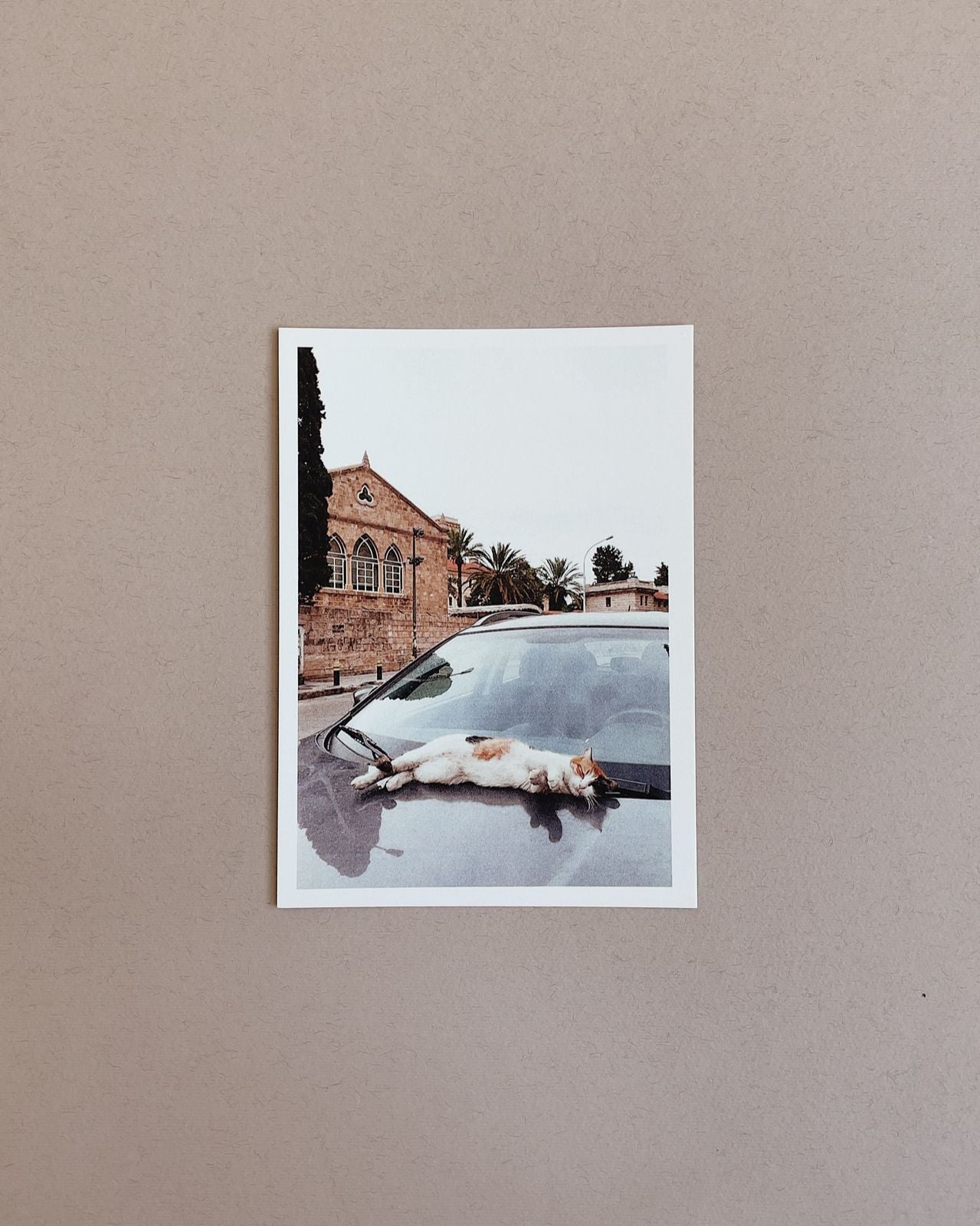 Cats Postcard Collection