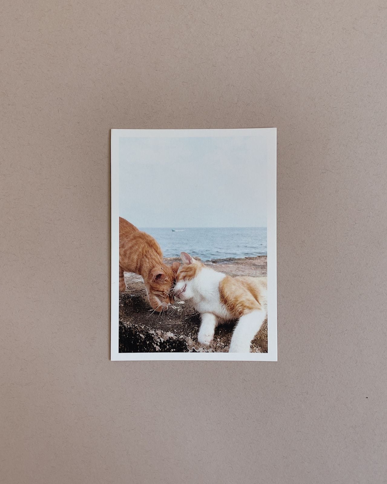 Cats Postcard Collection