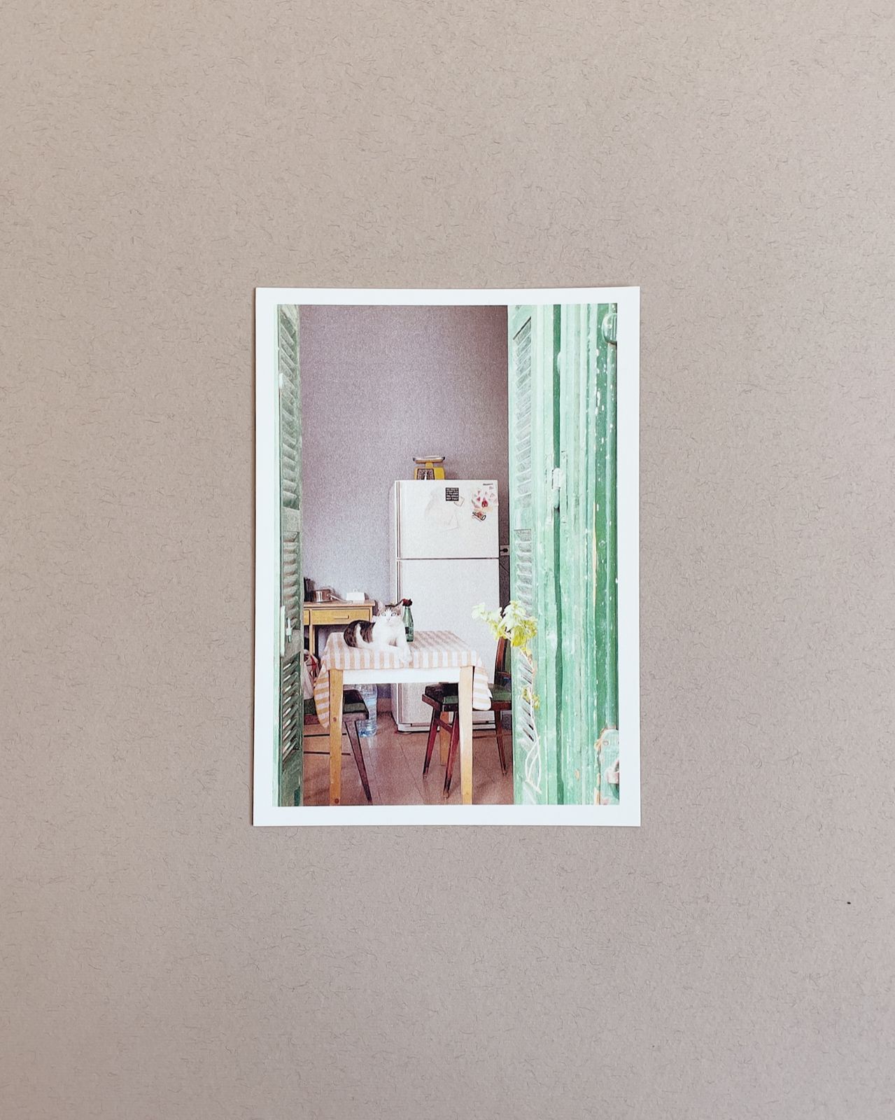 Cats Postcard Collection